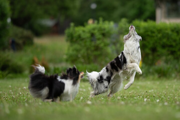 A merle Border Collie leaps into the air while a fluffy Sheltie watches nearby. The vibrant spring...