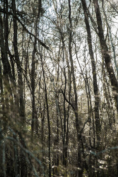 Sunlight shining through she-oak casuarina trees in a forest
