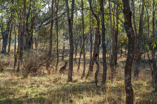Kangaroos among gum tree trunks in a forest