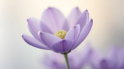Fototapeta premium A beautiful single purple crocus flower in soft, gentle light. Close-up macro shot with a blurred background, evoking feelings of spring, peace, and nature's beauty.