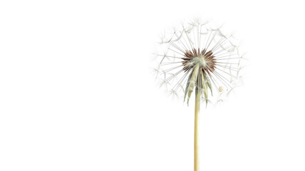 Obraz premium dandelion flower png