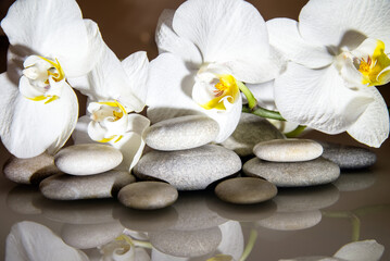 white orchids and pearls lie on the rocks
