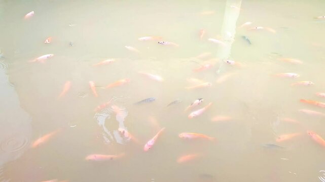 Cloudy koi pond with lots of fish swimming