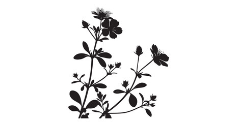 Delicate black wildflowers and buds on thin stems silhouette