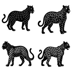 Four black leopards with distinctive spot patterns standing in various poses on a white background