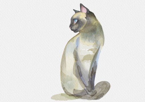 Elegant Siamese Cat &ndash; Watercolor Animal Illustration on White Background