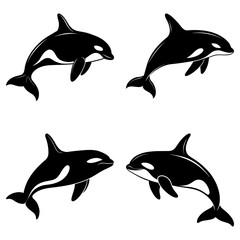 Four orcas in black and white with distinctive markings swimming in different directions on a white background