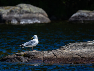 American herring gull standing in a rock