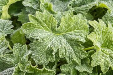 Dewdrops on Lush Green Leaves Closeup Macro Shot