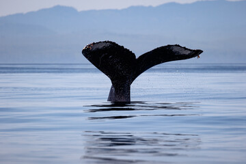 Whale tail