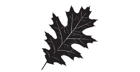 Detailed dark oak leaf with intricate veins against a bright white background silhouette