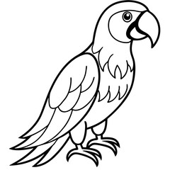 Macaw  line art vector