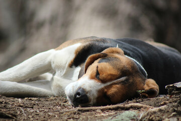Beagle head