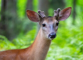 Young white tailed deer buck in velvet