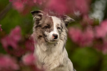 A merle Border Collie stands gracefully in a vibrant park during springtime. The dog's striking...