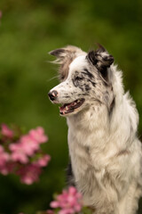 Fototapeta premium A merle Border Collie sits calmly in a lush green park during spring, with colorful flowers in the foreground, showcasing its unique fur and expressive eyes
