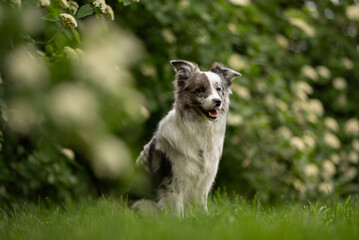 A merle Border Collie with striking heterochromia sits in thick green grass. Surrounding flowers...