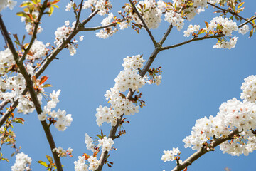 Delicate white cherry blossoms densely covering crossing branches, silhouetted against a crisp blue spring sky in the orchards of Borgloon, Belgium.