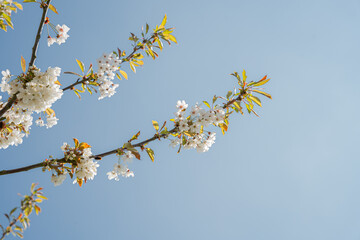 Clusters of delicate white cherry blossoms blooming along slender branches, set against open space...