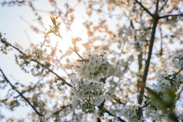 Clusters of delicate white cherry blossoms blooming along slender branches, set against open space...