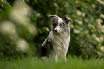 A merle border collie sits gracefully in a vibrant park, surrounded by blooming plants and greenery...