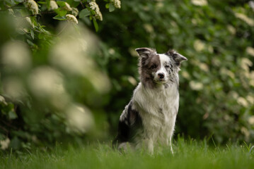 A merle Border Collie sits in a vibrant spring park surrounded by blooming flowers and greenery....