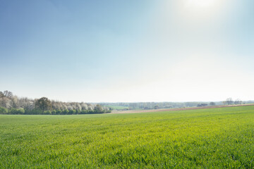 Peaceful rolling field of green grass under a clear sky in the Limburg countryside, evoking the...