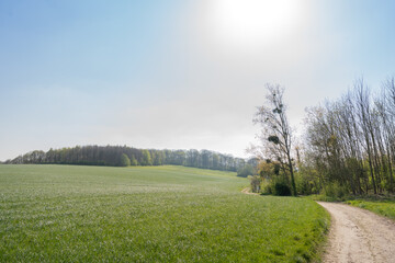Serene spring landscape in Limburg featuring a tree adorned with mistletoe (Viscum album), standing tall in a lush green field beneath a clear sky.