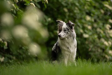 Obraz premium A merle Border Collie relaxes in a lush park surrounded by greenery during springtime. With its unique fur and heterochromia eyes, the dog appears calm and attentive, enjoying the fresh air