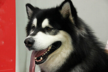 An old elderly Alaskan Malamute Siberian Husky is tongue out sitting on the ground 