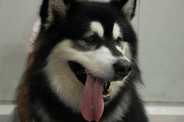 An old elderly Alaskan Malamute Siberian Husky is tongue out sitting on the ground 