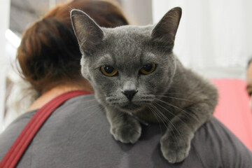 close up A blue gray feline face rests on the owner's shoulder gazing directly