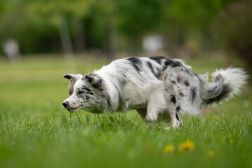 A lively merle border collie moves through green grass in a park, embracing the joy of spring. With...