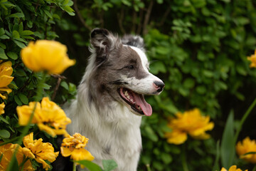 A beautiful merle Border Collie stands happily among bright yellow flowers in a lush green garden....