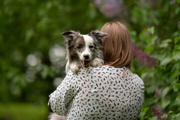 A merle Border Collie with heterochromia happily sits on the shoulder of a person in a lush, green...