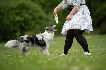 A merle border collie with striking heterochromia eagerly prepares to catch a frisbee. A person in...