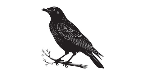 Detailed black crow perched on a bare branch in silhouette style