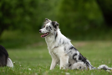 A merle Border Collie sits contently in a lush green park during spring, showcasing its fluffy fur...