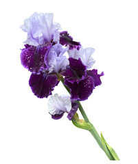 Purple and lavender iris flower isolated on white background. Delicate garden bloom with ruffled...