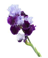 Selbstklebende Fototapeten Iris Purple and lavender iris flower isolated on white background. Delicate garden bloom with ruffled petals, perfect for botanical designs, spring themes, or floral art  © Yuliia