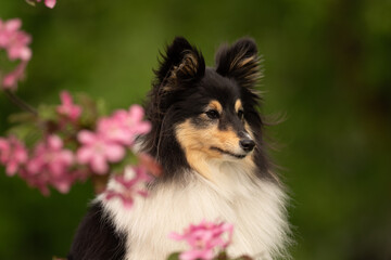 A beautiful Sheltie dog sits gracefully among vibrant spring flowers in a lush park. The tricolor...