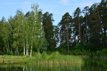 Forest and Lake A Serene Natural Landscape summer wallpaper