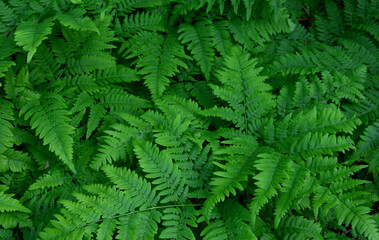 Close-up of Lush Green Ferns fern wallpaper background