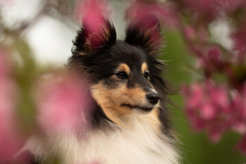 A beautiful sheltie dog stands gracefully surrounded by vibrant spring flowers. The cheerful...
