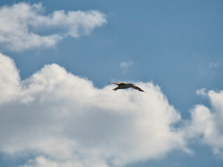 seagull in flight