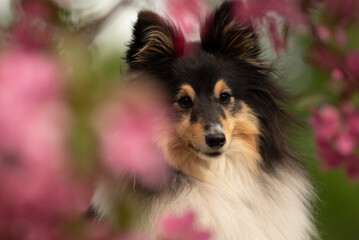 A beautiful sheltie dog poses gracefully among vibrant blooming flowers, showcasing its fluffy...