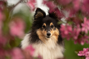 A beautiful tricolor Sheltie dog stands gracefully amidst flowering pink blossoms. This joyful...