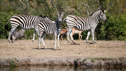 A young Burchell’s zebra foal attentive to the human movement on the opposite side of the...