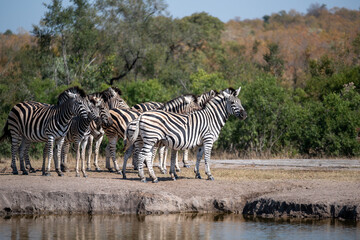 A Burchell’s zebra herd standing alert to possible predators in the vicinity before they approach...