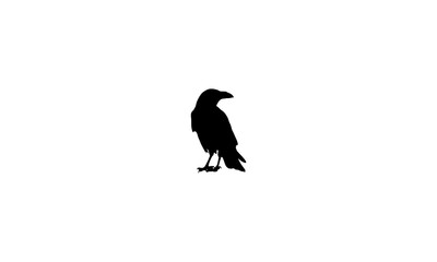 crow on a white background